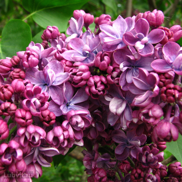 Сирень Виолетта (Violetta) купить с доставкой