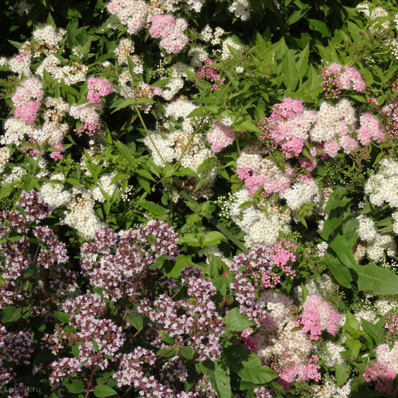 Спирея Широбана (Shirobana) купить с доставкой