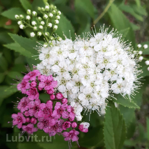 Спирея Широбана (Shirobana) купить с доставкой