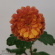 Хризантема мультифлора Оранж Стар (Orange Star) купить с доставкой