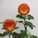 Хризантема мультифлора Оранж Стар (Orange Star) купить с доставкой