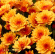 Хризантема мультифлора Оранж Стар (Orange Star) купить с доставкой
