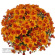 Хризантема мультифлора Оранж Стар (Orange Star) купить с доставкой