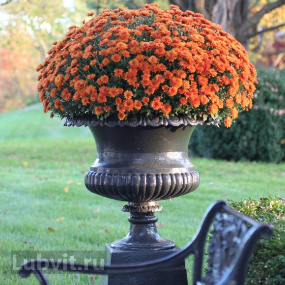 Хризантема мультифлора Оранж Стар (Orange Star) купить с доставкой