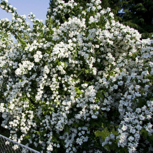 Чубушник ассортимент купить с доставкой