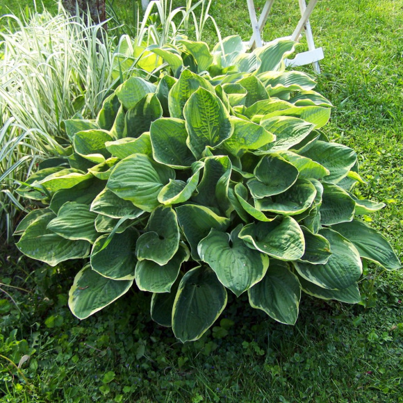 Хоста Кристмас Три (Christmas Tree) [M] купить с доставкой