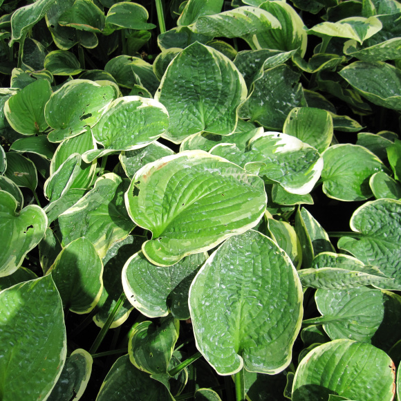 Хоста Кристмас Три (Christmas Tree) [M] купить с доставкой