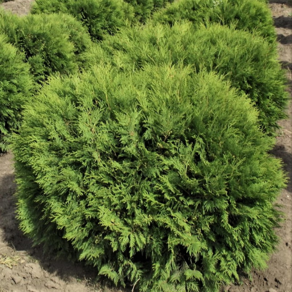 Туя Литл Чемпион (Little Champion) купить с доставкой