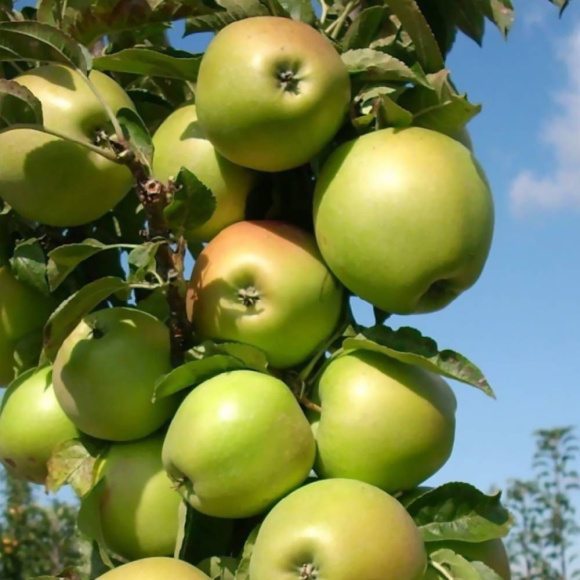 Яблоня Медок купить с доставкой