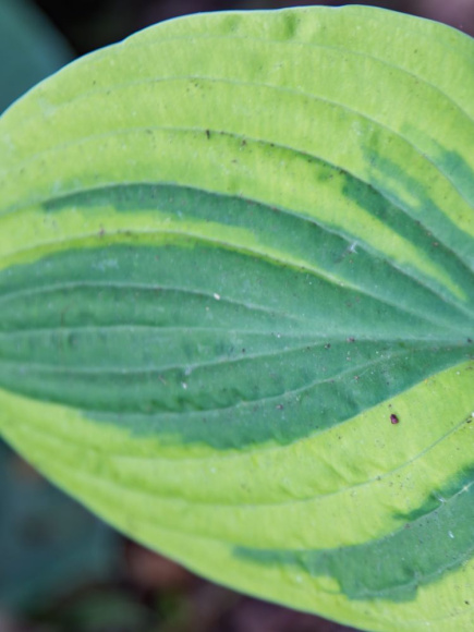 Хоста Анфогеттебл (Unforgettable) [L] купить с доставкой