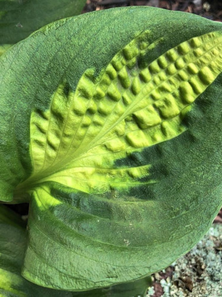 Хоста Сансет Грувз (Sunset Grooves) [M] купить с доставкой