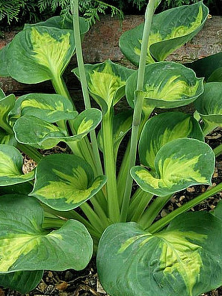 Хоста Сансет Грувз (Sunset Grooves) [M] купить с доставкой