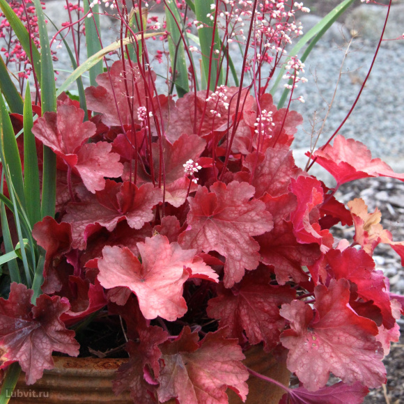 Гейхера Рио (Rio) купить с доставкой