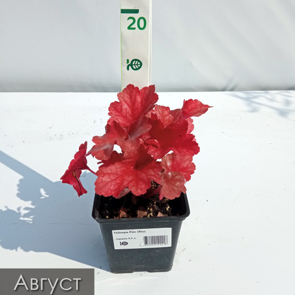 Гейхера Рио (Rio) купить с доставкой