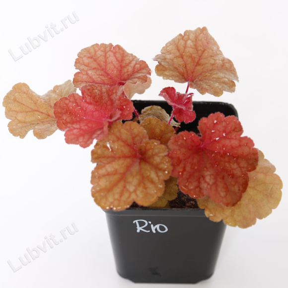 Гейхера Рио (Rio) купить с доставкой