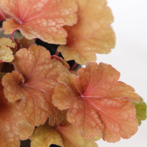 Гейхера Рио (Rio) купить с доставкой