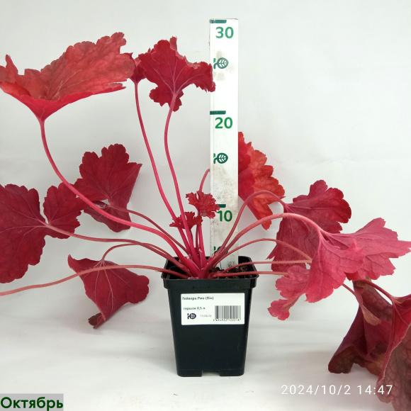 Гейхера Рио (Rio) купить с доставкой