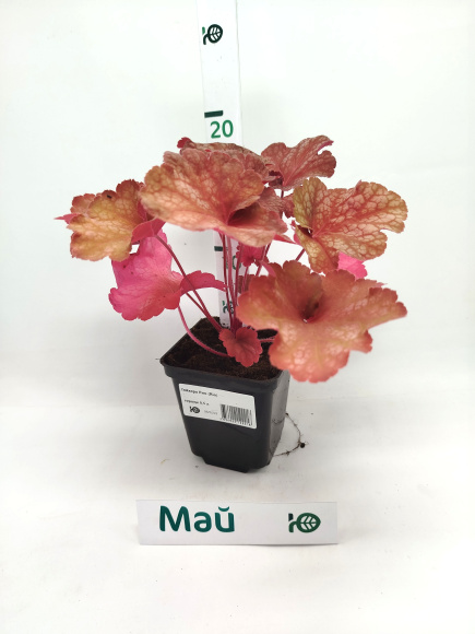 Гейхера Рио (Rio) купить с доставкой