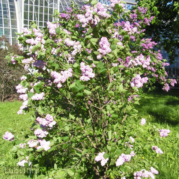 Сирень Русская Песня купить с доставкой