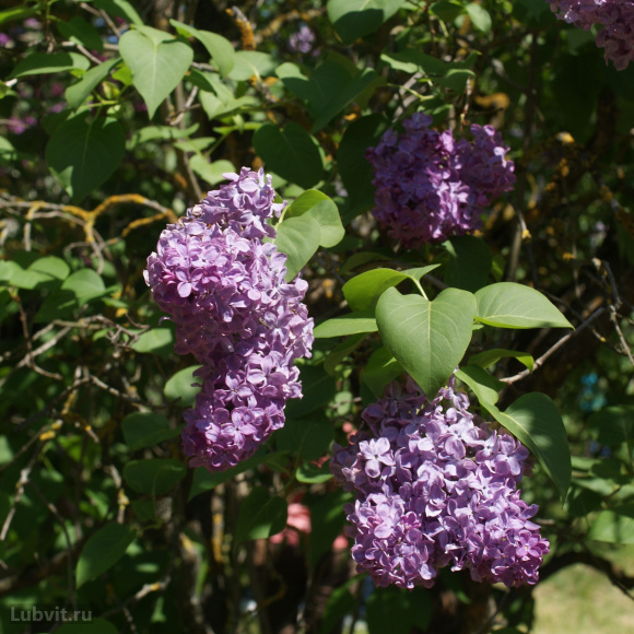 Сирень Маршал Ланн (Marechal Lannes) купить с доставкой