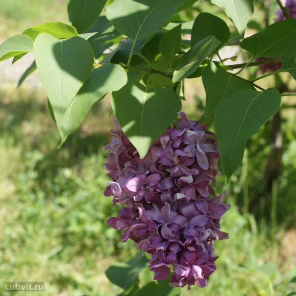 Сирень Маршал Ланн (Marechal Lannes) купить с доставкой