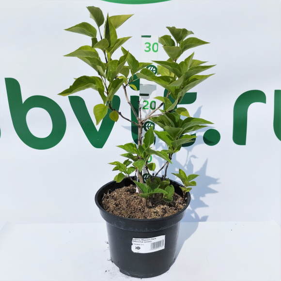 Сирень Маршал Ланн (Marechal Lannes) купить с доставкой