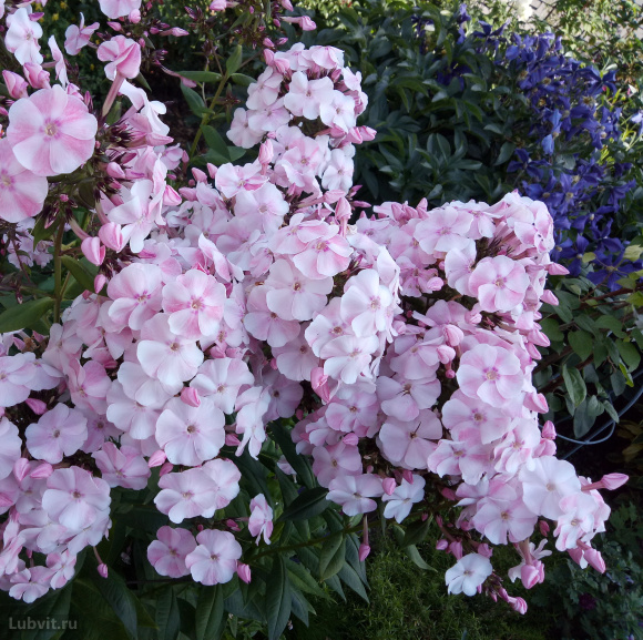 Флокс Алиса Фрейндлих купить с доставкой