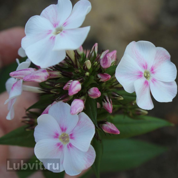 Флокс Алиса Фрейндлих купить с доставкой