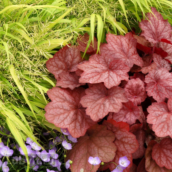 Гейхера Джорджия Пич (Georgia peach) купить с доставкой