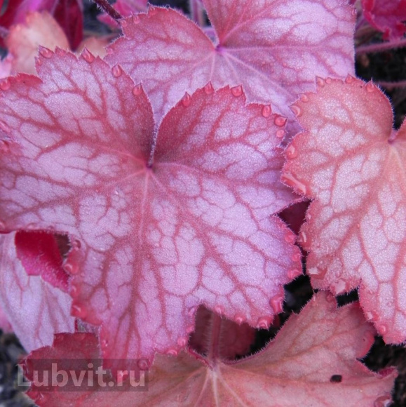 Гейхера Джорджия Пич (Georgia peach) купить с доставкой