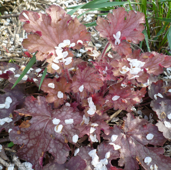 Гейхера Джорджия Пич (Georgia peach) купить с доставкой
