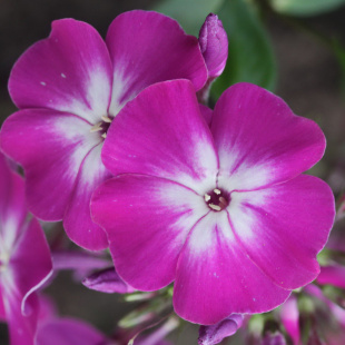 Флокс метельчатый Веншонденшон (Wennschondennschon)