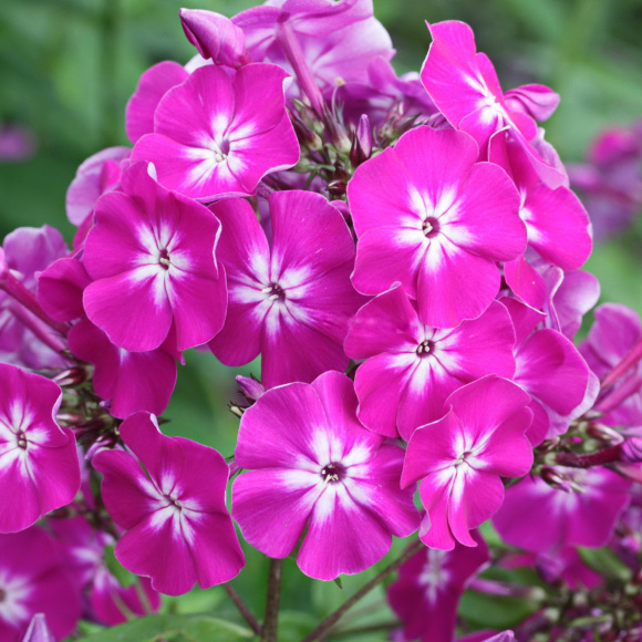 Флокс метельчатый Веншонденшон (Wennschondennschon) купить с доставкой