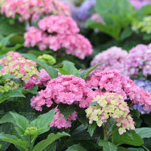 Гортензия Ю энд Ми Тугезе (You and Me Together) крупнолистная