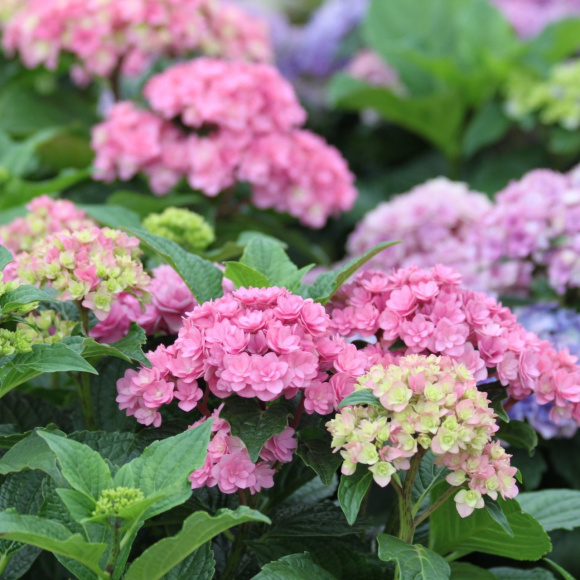 Гортензия Ю энд Ми Тугезе (You and Me Together) крупнолистная купить с доставкой