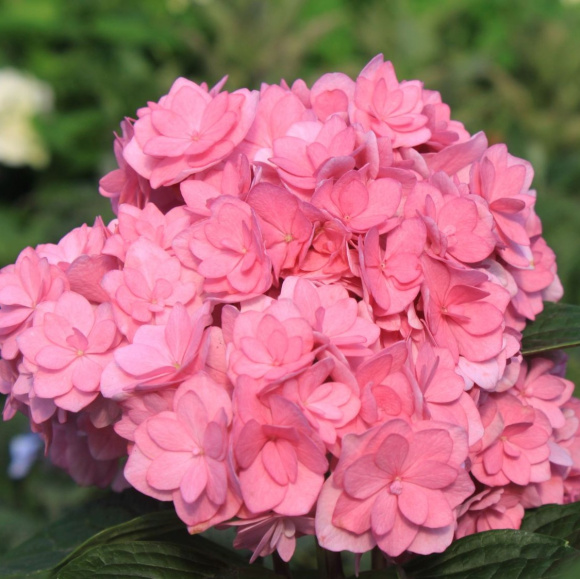 Гортензия Ю энд Ми Тугезе (You and Me Together) крупнолистная купить с доставкой