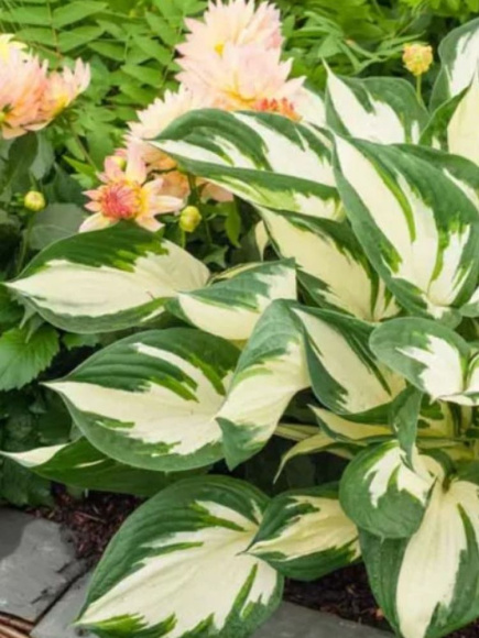 Хоста Файер энд Айс (Fire and Ice) [S] купить с доставкой