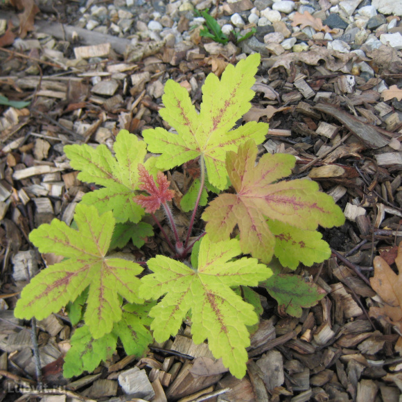 Гейхерелла Санрайз Фолс (Sunrise Falls) купить с доставкой