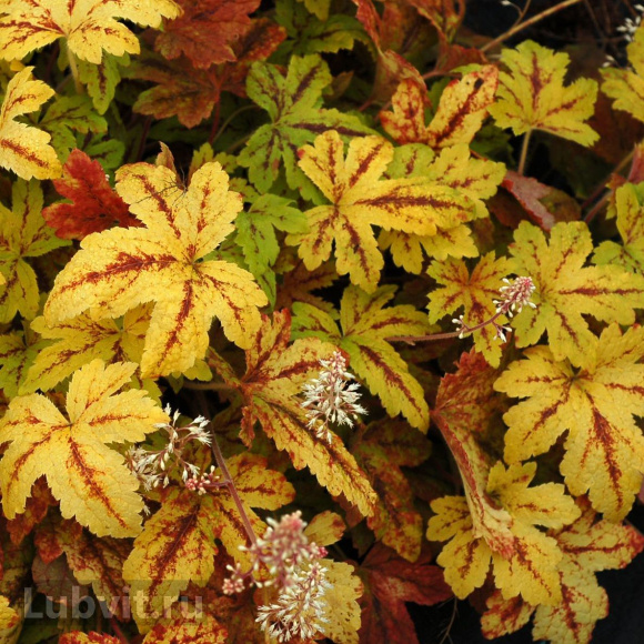 Гейхерелла Санрайз Фолс (Sunrise Falls) купить с доставкой