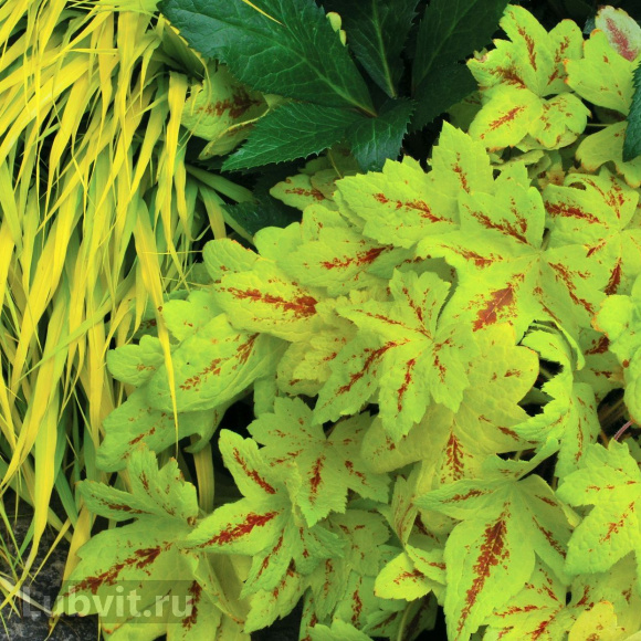 Гейхерелла Санрайз Фолс (Sunrise Falls) купить с доставкой