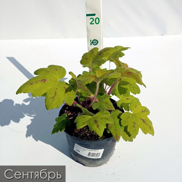 Гейхерелла Санрайз Фолс (Sunrise Falls) купить с доставкой