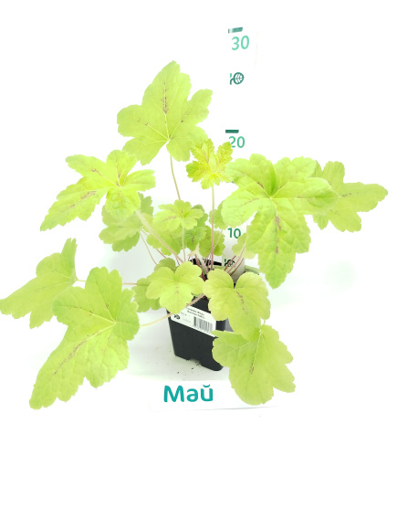 Гейхерелла Санрайз Фолс (Sunrise Falls) купить с доставкой