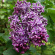 Сирень Сенсация (Sensation) купить с доставкой