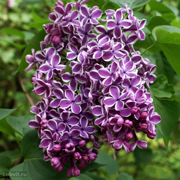 Сирень Сенсация (Sensation) купить с доставкой