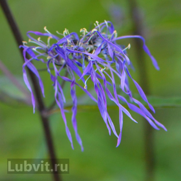 Флокс Гений купить с доставкой