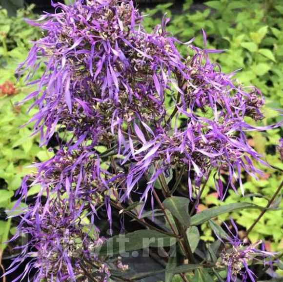 Флокс Гений купить с доставкой