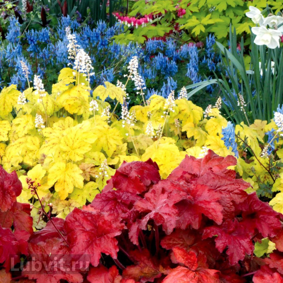 Гейхера Отом лифс (Autumn Leaves) купить с доставкой