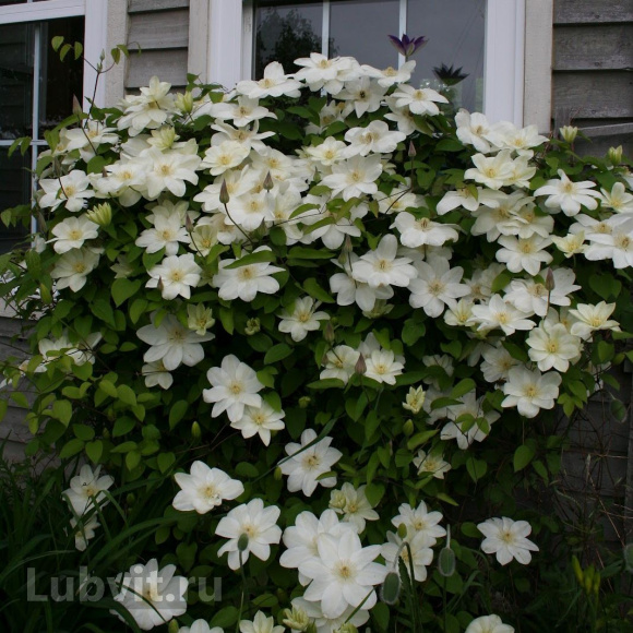 Клематис Джернси Крим (Guernsey Cream) купить с доставкой