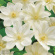 Клематис Джернси Крим (Guernsey Cream) купить с доставкой