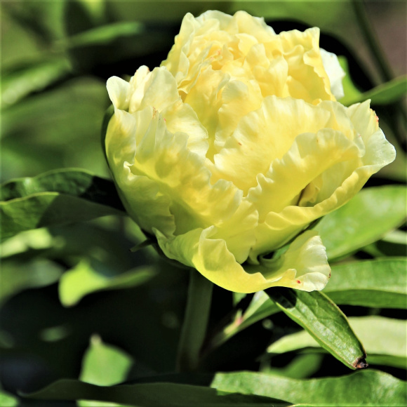 Пион ИТО Санни Герл (Sunny Girl) купить с доставкой